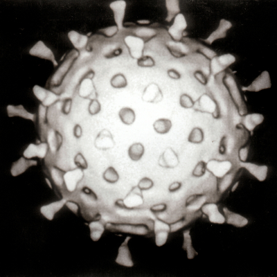 electron microscope images color virus